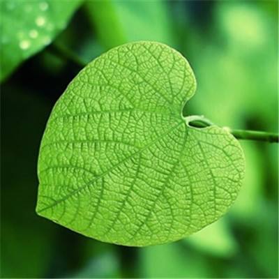 风暴幻想百度最新版下载